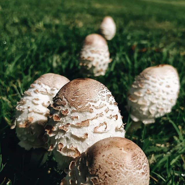 hongos